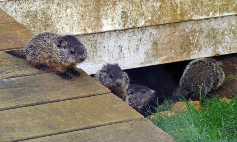 Groundhogs: Celebrating the Benefits of a Hungry Troublemaker